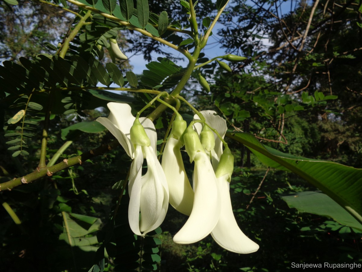 Sesbania grandiflora (L.) Poir.